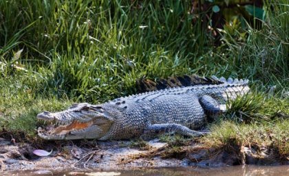 The vaccine is the first of its kind to achieve proven safety and efficacy in crocodiles. Image: Adobe A saltwater crocodile resting on a river bank, it's scales blending into the surrounding environment